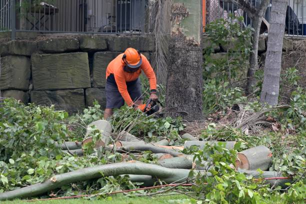 Best Commercial Tree Services  in Savage, MN